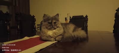 Persian female cat, fully trained .