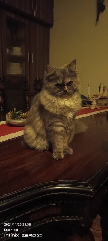 Persian female cat, fully trained . 1