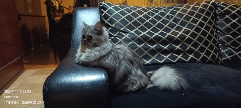 Persian female cat, fully trained . 4