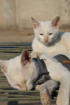 white Colour Male&Female Cats | Cats