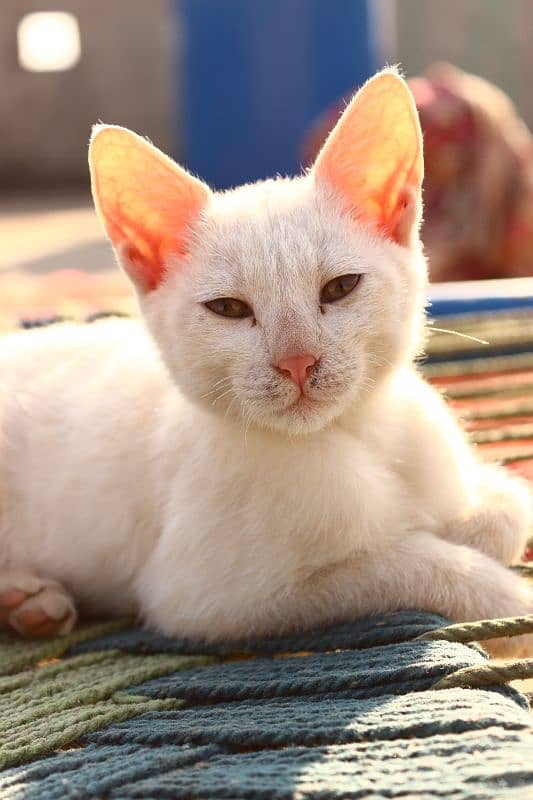 white Colour Male&Female Cats | Cats 3