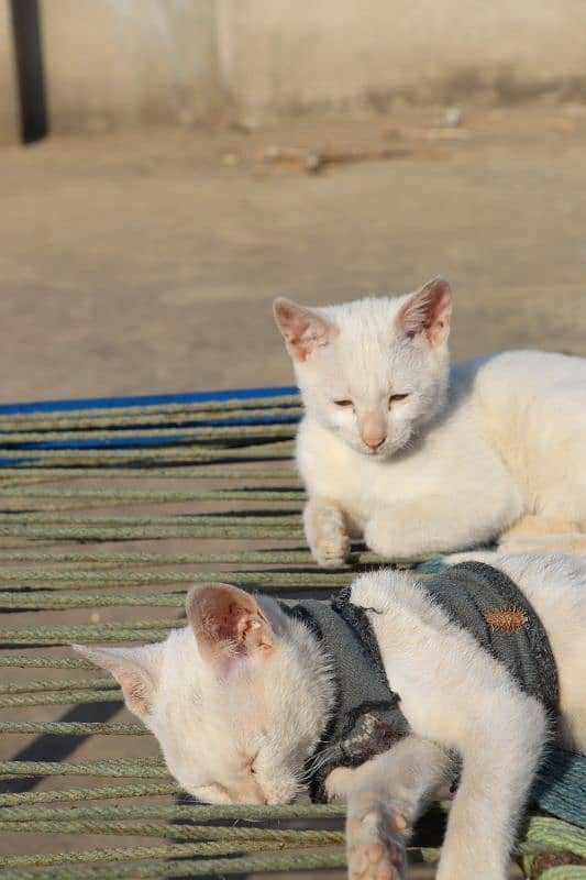 white Colour Male&Female Cats | Cats 5