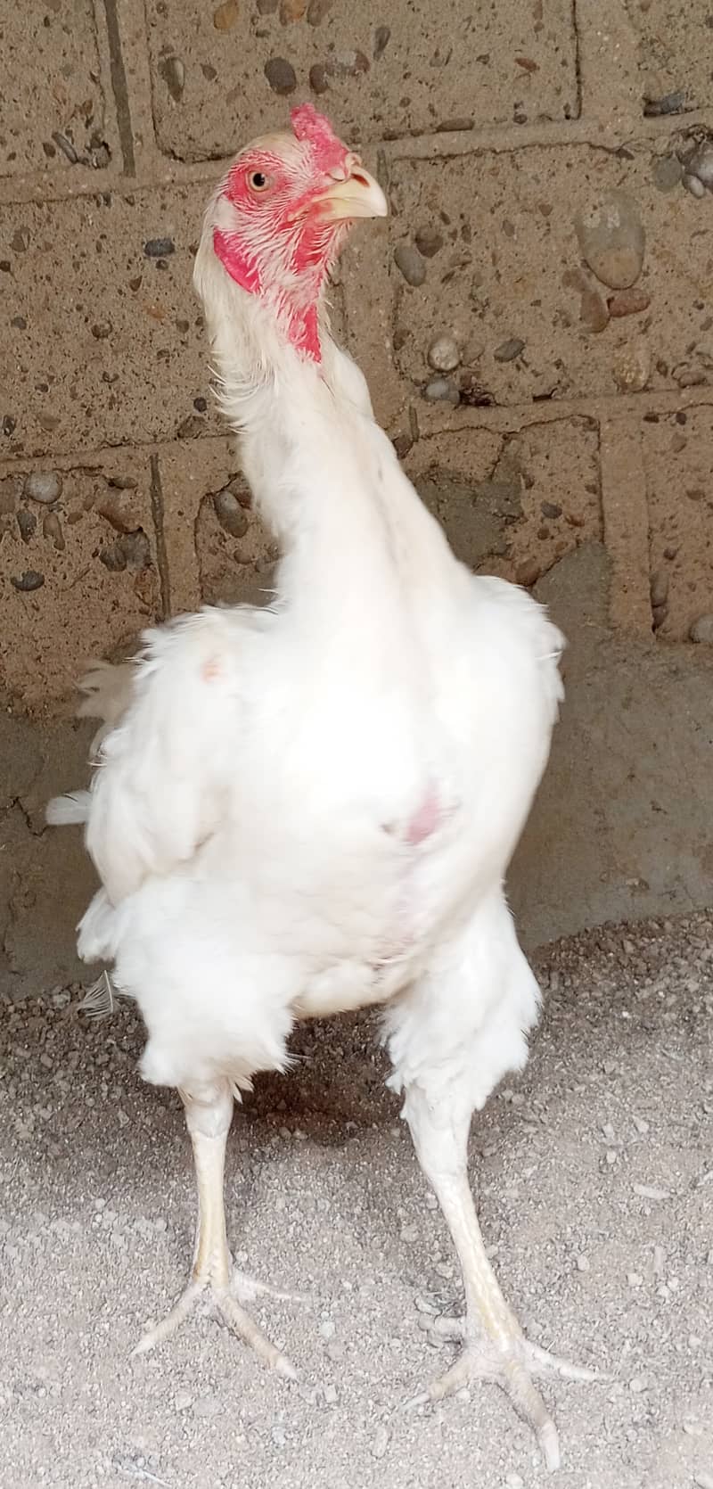 White O Shamo Female available 0