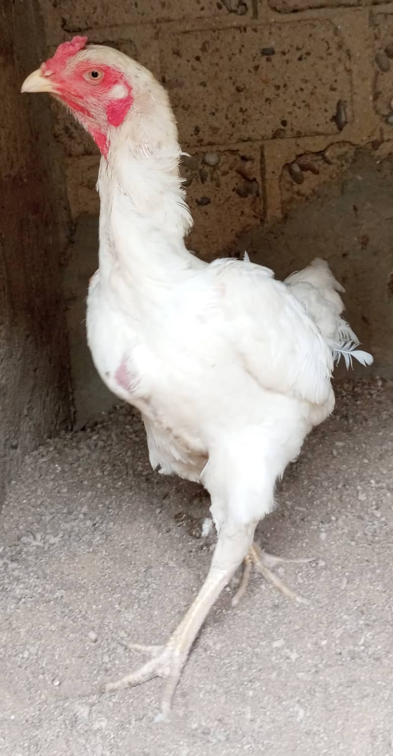 White O Shamo Female available 1