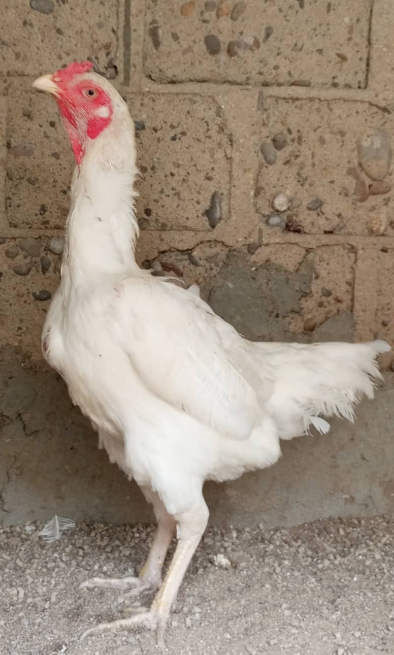 White O Shamo Female available 2