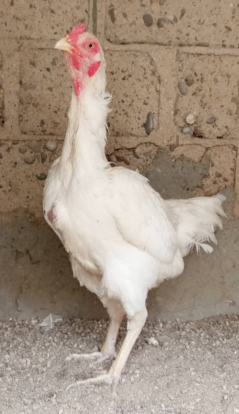 White O Shamo Female available 3