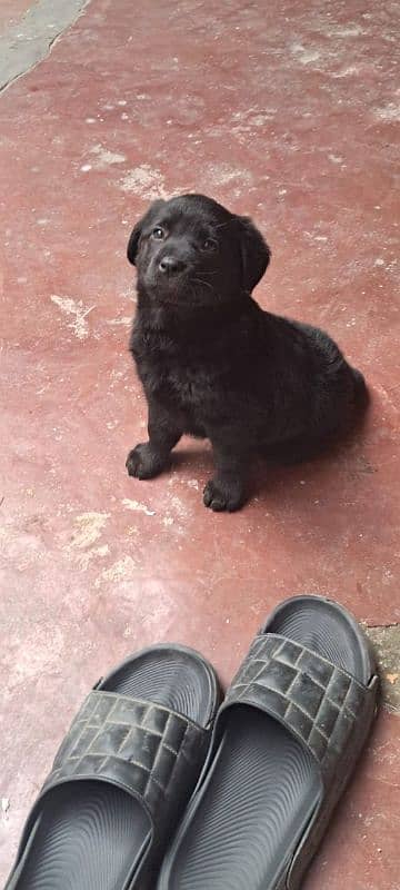 black German shepherd female puppy 0