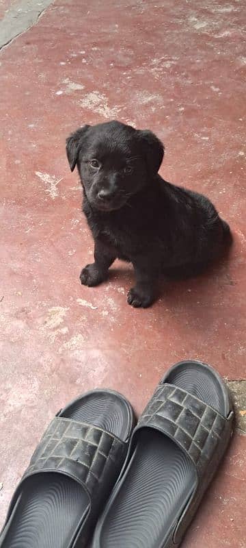 black German shepherd female puppy 1