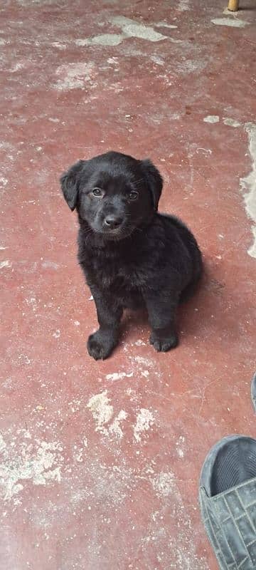 black German shepherd female puppy 3