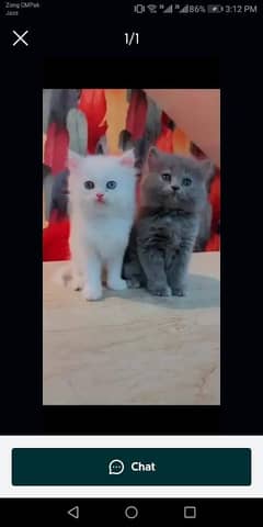 Persian  beautiful cat for sale 0329/70/37/447 my WhatsApp number