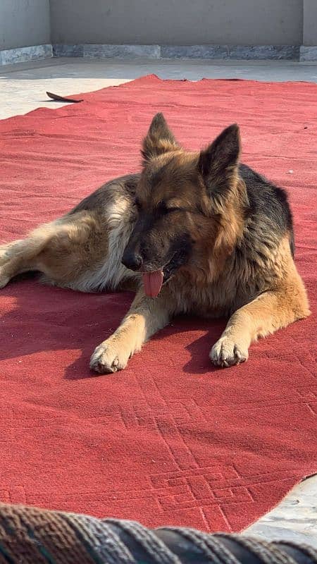 German Shepherds (GSDs) 2