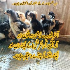 Lohman Brown F2 Australorp Choozay Astrolob RIR Hen Desi Murghi Chicks