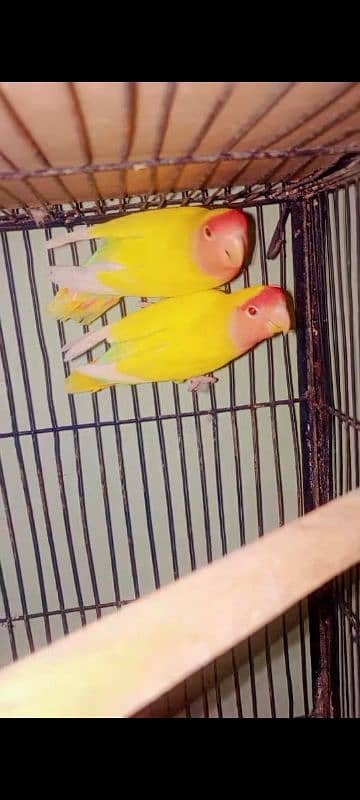 love bird 0