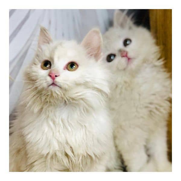 Persian triple coated punch face kitten available for sale 15