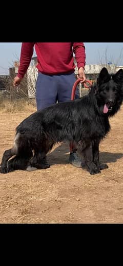 I want to sale black German shepherd pedigree