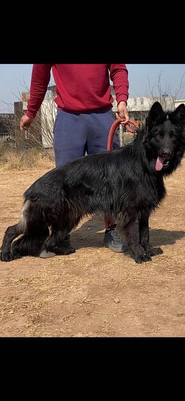 I want to sale black German shepherd pedigree 0