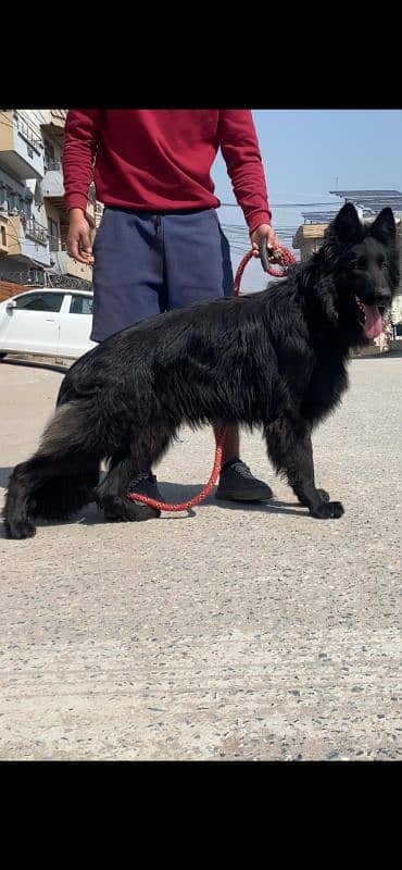 I want to sale black German shepherd pedigree 1