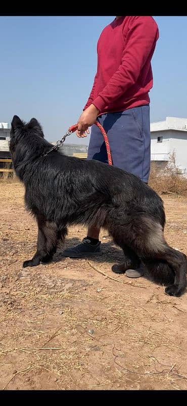 I want to sale black German shepherd pedigree 2