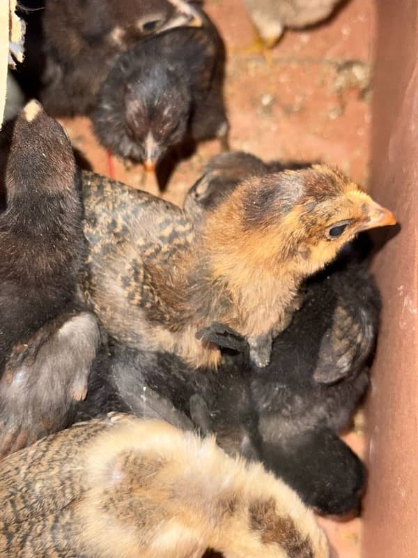 Aseel chicks wholesale rate 0