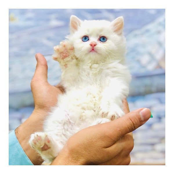 Persian triple coated punch face kitten available for sale 19