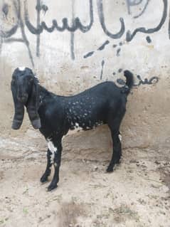 black maki cheni path for sale