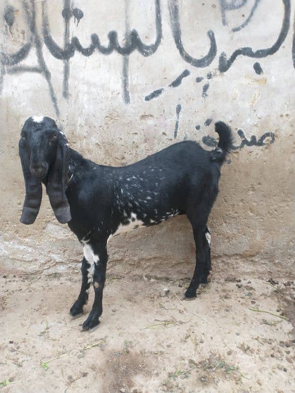 black maki cheni path for sale 0