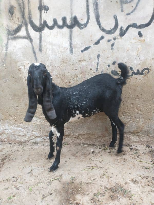 black maki cheni path for sale 1