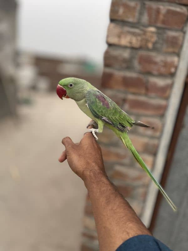 kashmiri patha hand tamed 1