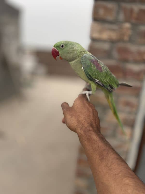 kashmiri patha hand tamed 2