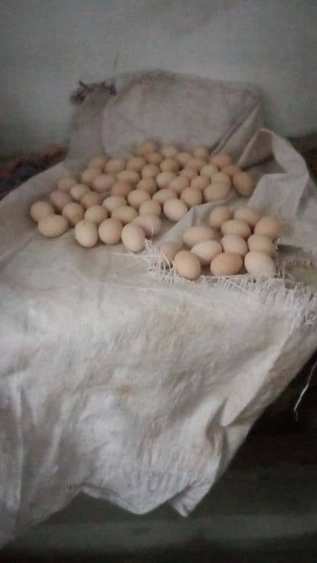 Pure White Heera Aseel Eggs 1