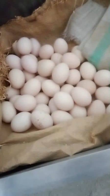 Pure White Heera Aseel Eggs 3