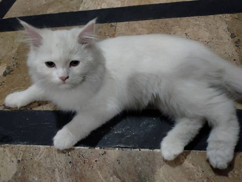 4 months old Persian cat 0