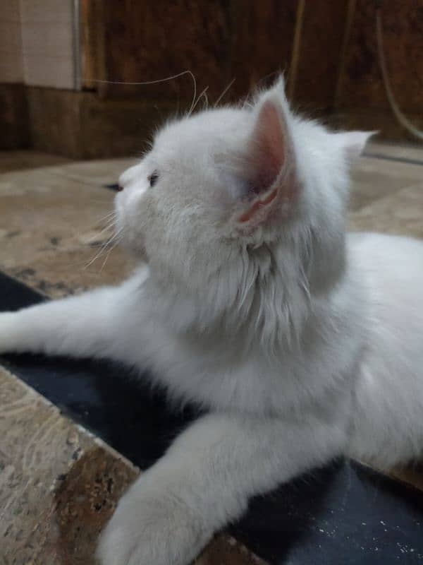 4 months old Persian cat 1