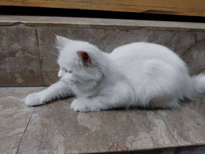 4 months old Persian cat 4