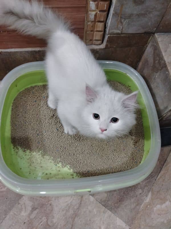 4 months old Persian cat 7