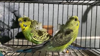 Budgies Hogoromo Parrots