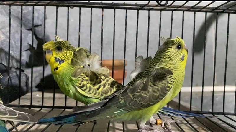 Budgies Hogoromo Parrots 0