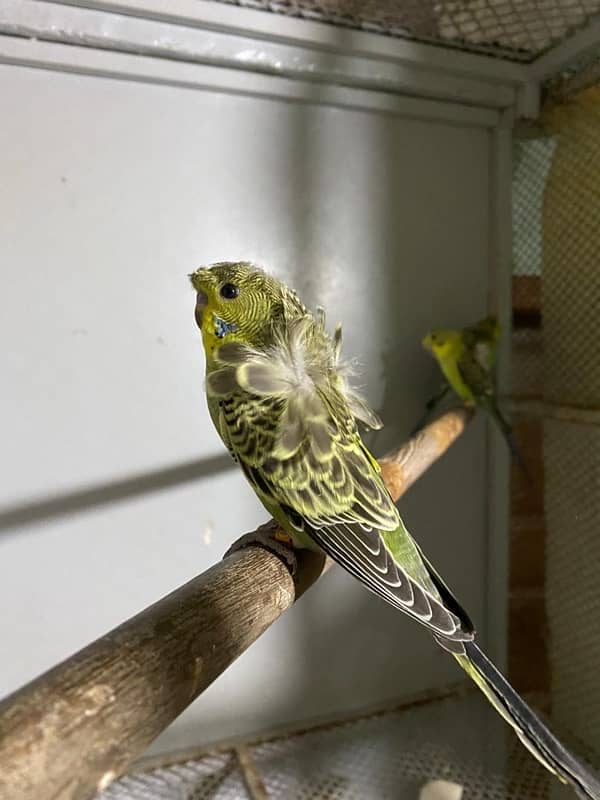 Budgies Hogoromo Parrots 1