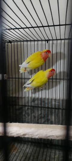 Lovebirds breeder pair