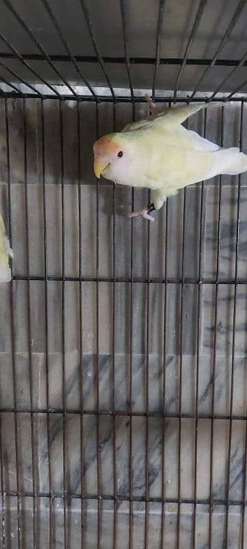 Lovebirds breeder pair 2