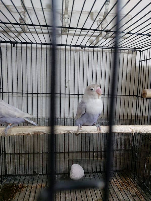 Lovebirds breeder pair 3