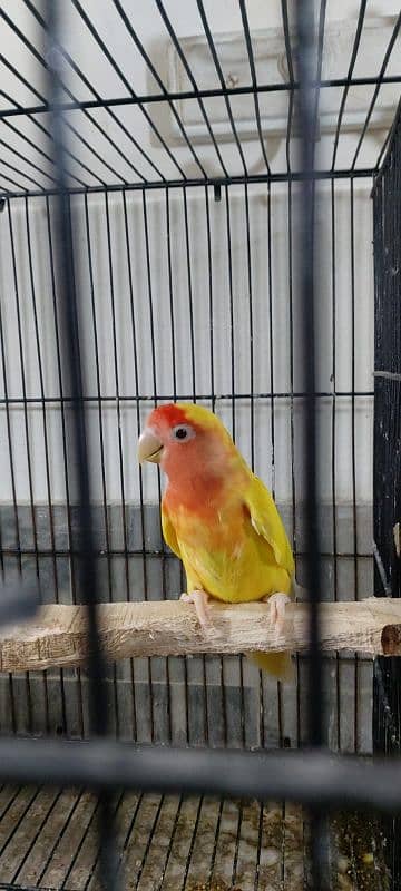 Lovebirds breeder pair 4