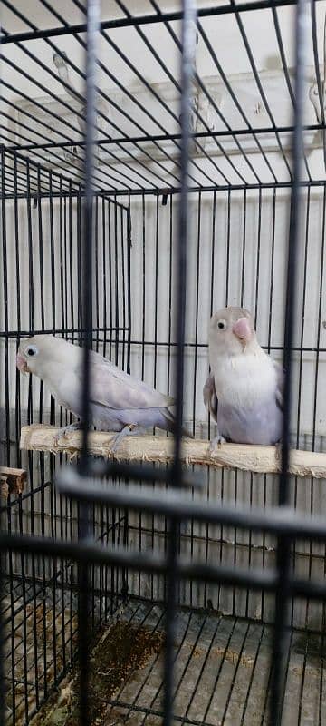 Lovebirds breeder pair 6