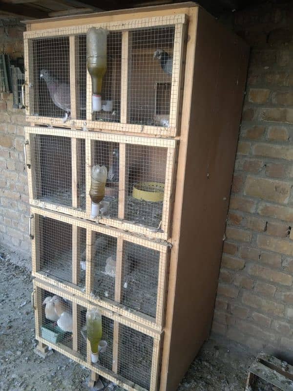 Birds cage 0