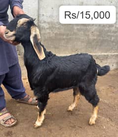 qurbani goat | Goat | bakra | teddy goat | desi bakra | bakry | بکرا