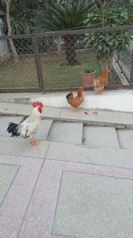 2 hens and 1 cock for sale 0