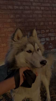 Husky Woolly Cote Urgent Sale