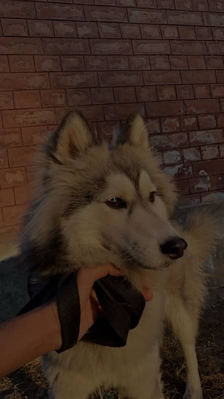 Husky Woolly Cote Urgent Sale 0