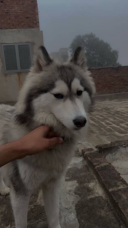 Husky Woolly Cote Urgent Sale 1