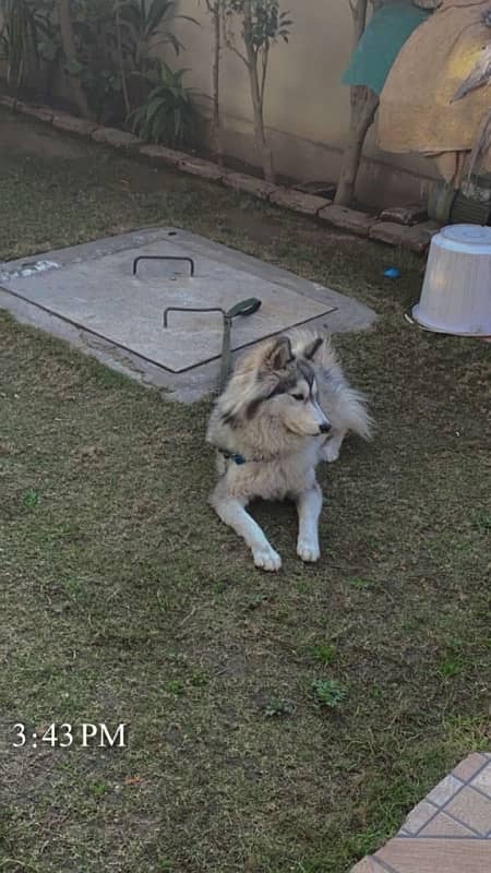 Husky Woolly Cote Urgent Sale 2